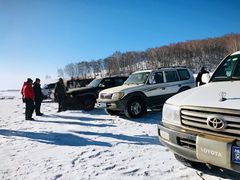 -乌兰布统景区-白桦林