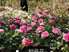 -莱阳濯村樱花园