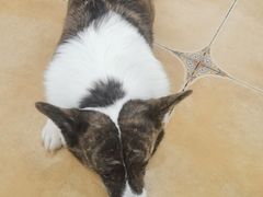 -Let's go狗咖·猫咖·奶狗·桌游(春熙路IFS店)