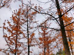 -洨河生态公园