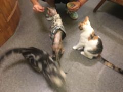 -猫色咖啡·猫咖