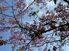 -广州市流溪河国家森林公园