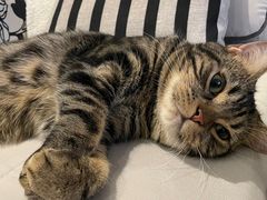 -猫大福·Fortune Cat猫舍(百子湾店)