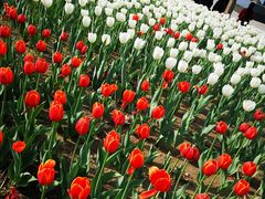 -长春公园(普阳街道)