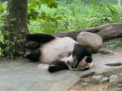 -都江堰中华大熊猫苑
