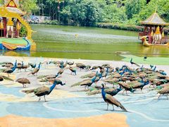 -西双版纳原始森林公园