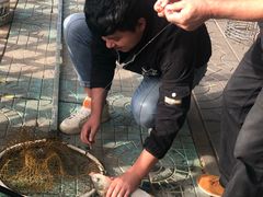 -尚庄度假村·庭台树下·户外烧烤·团建CS·轰趴营地(上庄水库店)