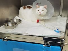 -美联众合动物医院·24h京西诊疗中心