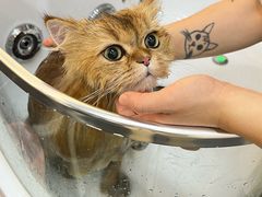 -babydoll猫舍·米努特·德文·缅因(久光中心店)