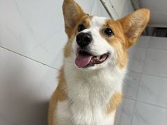 -艾贝尔宠物医院 ·内科全科(梁溪路店)