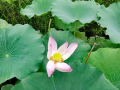 -白塔湖国家湿地公园
