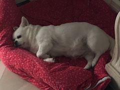 -芭比堂宠物医院·全科爱猫医院·仁德分院