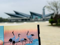 -盐城丹顶鹤湿地生态旅游区