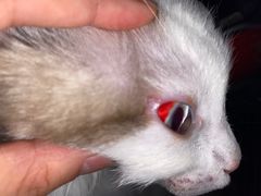 -萌兽医馆·犬猫专科·眼科中心·宠物医院(朝阳门分院)