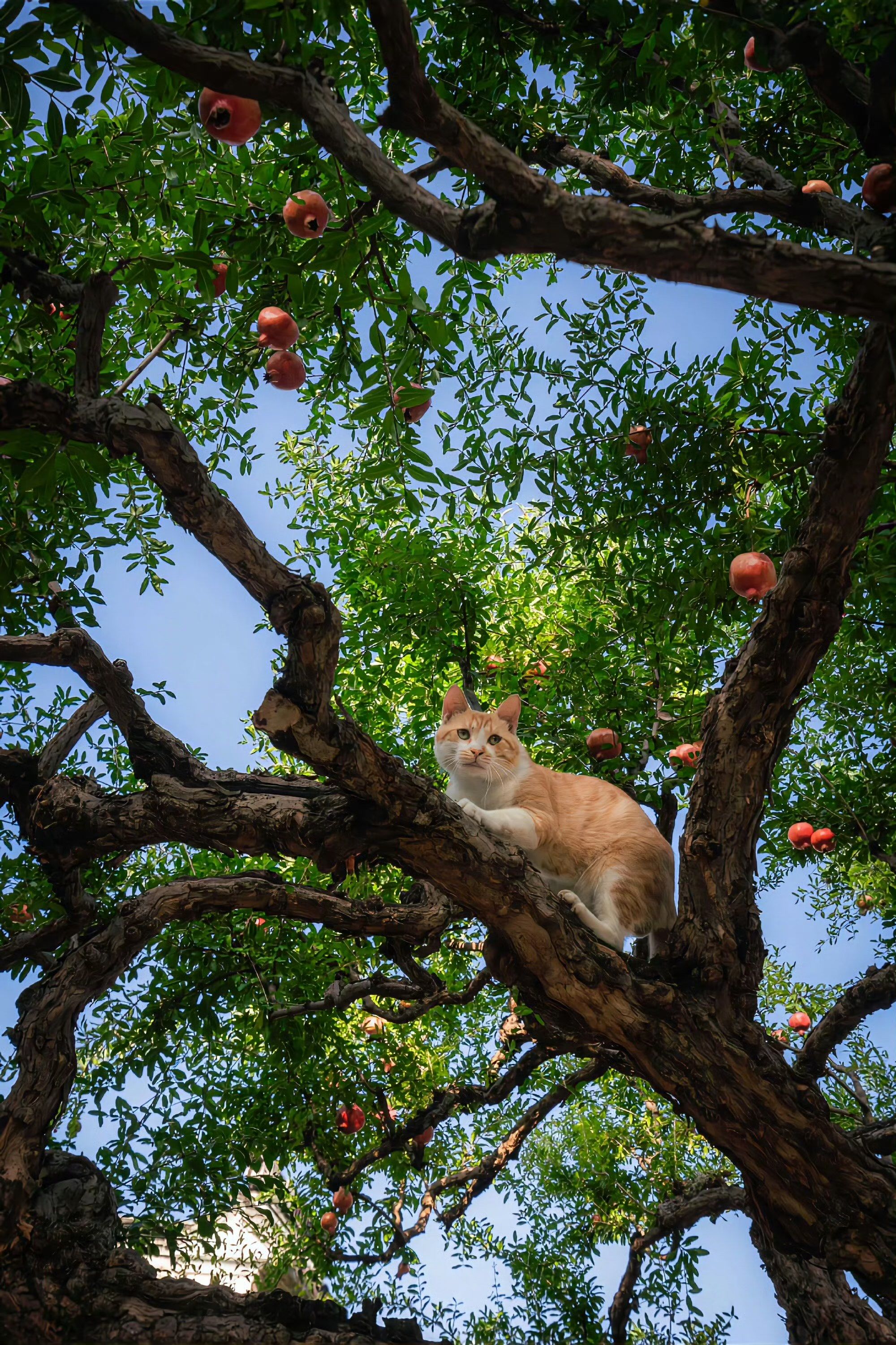 橘猫悠闲午后