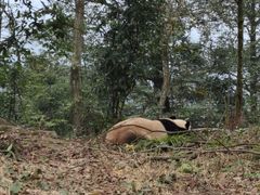 -中国大熊猫保护研究中心雅安碧峰峡基地