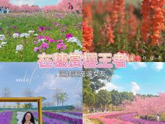 -天适樱花悠乐园