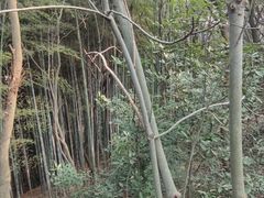 -上海佘山国家森林公园天马山园