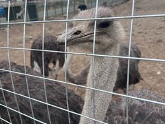 -新疆天山野生动物园