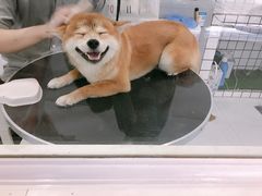 -BABYDOG宝贝狗宠物乐园(欧洲城店)
