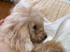-北京观赏动物医院·24小时大型综合·猫专科·异宠专科