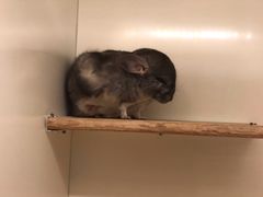 -龙猫仔乐园(惠福东路店)