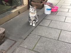 -王阿姨文昌油赞子(府桥街店)