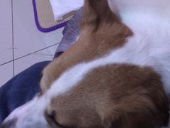 -宠颐生中康贝怡动物医院