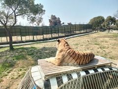 -上海野生动物园