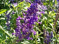 -紫海香堤香草艺术庄园