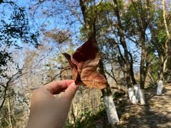 -广州市石门国家森林公园