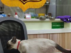 -瑞鹏宠物医院·猫科·宠保定点(梅溪湖分院)