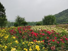 -龙寺生态园
