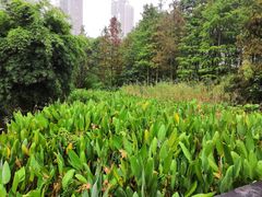 -重庆彩云湖湿地公园