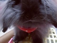 手术前-瑞派福兴宠物医院犬猫全科·骨科·中西医结合(河东店)