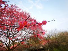 -杭州植物园
