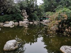 -神仙树公园