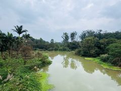 -南宁良凤江国家森林公园