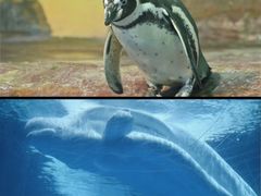 -海合安武汉极地海洋公园