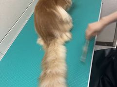 -北京观赏动物医院·24小时大型综合·猫专科·异宠专科