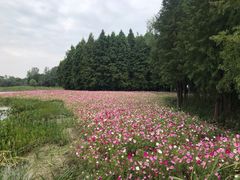 -溱湖国家湿地公园