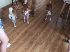 -柴犬高等学院·狗咖·柴犬售卖·宠物训练