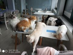 -喵的天空名猫咖啡馆·撸猫·猫舍·用品