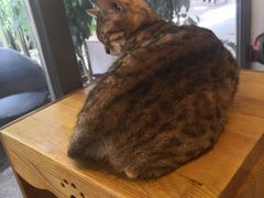 -more than meow吴止猫主题餐厅(承德 中船汇店)