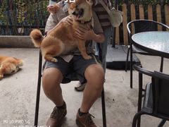 -柴犬高等学院·狗咖·柴犬售卖·宠物训练