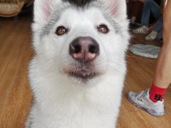 -Husky Go! 哈士奇体验馆·宠物咖啡厅狗咖