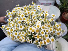 -循礼门鲜花花市(武汉循礼门店)