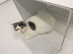 -安安宠医宠物医院·异宠·犬猫内科(岳阳分院)