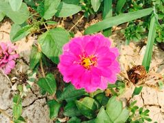 -万源龙顺度假庄园生态观光园