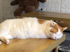 -平行世界·猫咖(首经贸店)